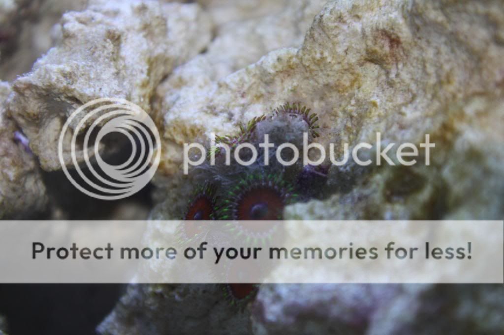 Algae growing over my Zoanthids Reef Sanctuary